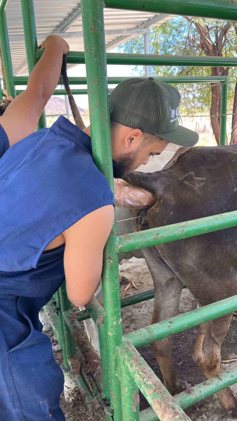 Aluno praticando inseminação artificial em vaca no curral do CETRA
