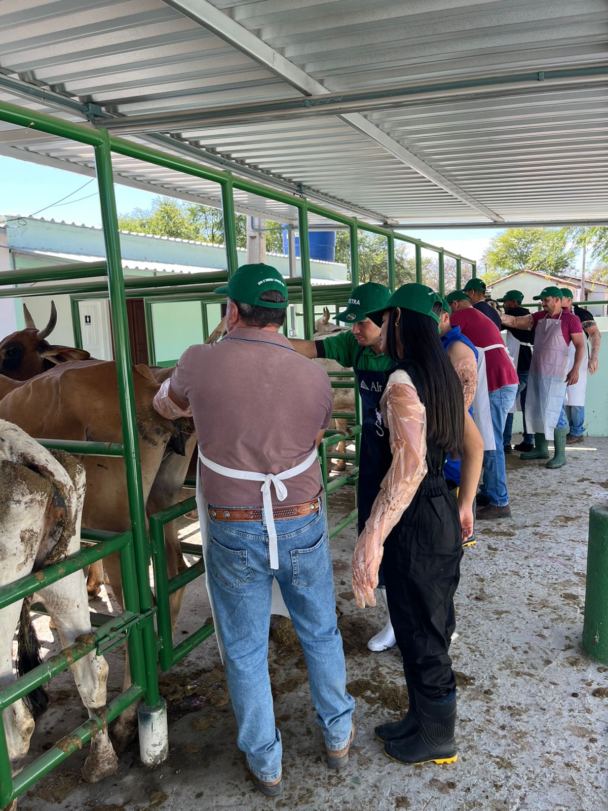 Curso prático de inseminação artificial no Haras e Fazenda Cangulo
